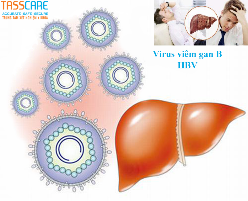 Virus viem gan B la tac nhan gay benh viem gan sieu vi B