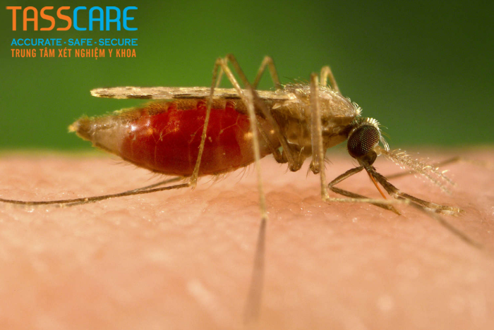 sot-xuat-huyet-lay-qua-nhung-duong-nao