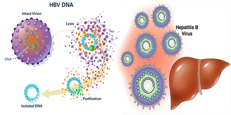 xet nghiem dinh luong virus viem gan b