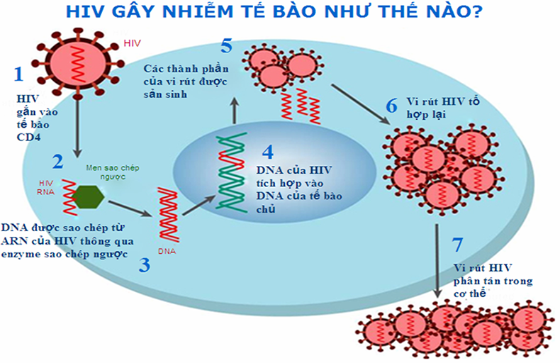 Qua trinh xam nhap va gay benh cua virus HIV