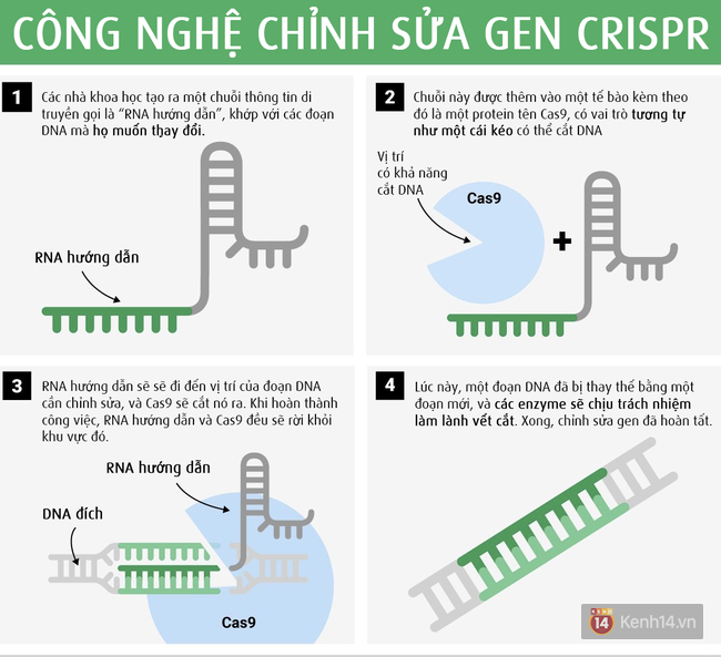 Đã tìm ra cách tiêu diệt virus HIV cứng đầu cứng cổ nhờ vào phương pháp này - Ảnh 3.